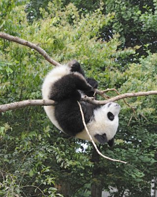 Panda Cub, Giant-050715-Chengdu Research Base of Giant Panda Breeding, China-#1276.jpg