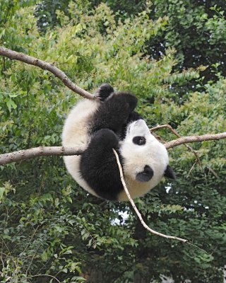 Panda Cub, Giant-050715-Chengdu Research Base of Giant Panda Breeding, China-#1280.jpg
