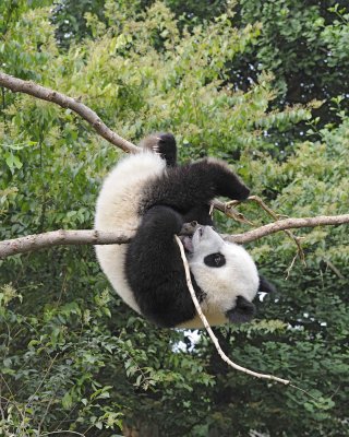 Panda Cub, Giant-050715-Chengdu Research Base of Giant Panda Breeding, China-#1282.jpg