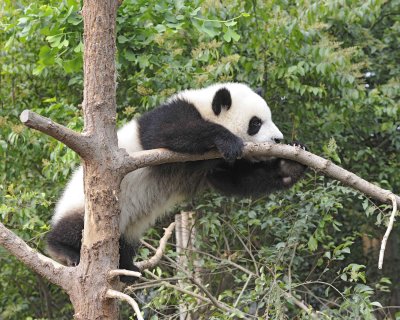 Panda Cub, Giant-050715-Chengdu Research Base of Giant Panda Breeding, China-#1316.jpg