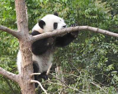Panda Cub, Giant-050715-Chengdu Research Base of Giant Panda Breeding, China-#1325.jpg