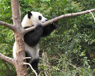 Panda Cub, Giant-050715-Chengdu Research Base of Giant Panda Breeding, China-#1329.jpg