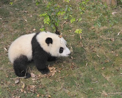 Panda Cub, Giant-050715-Chengdu Research Base of Giant Panda Breeding, China-#1343.jpg