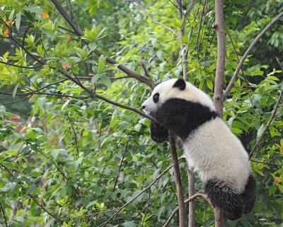Panda Cub, Giant-050715-Chengdu Research Base of Giant Panda Breeding, China-#1378.jpg