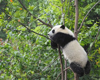 Panda Cub, Giant-050715-Chengdu Research Base of Giant Panda Breeding, China-#1379.jpg