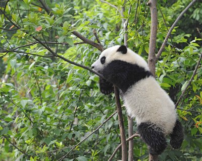 Panda Cub, Giant-050715-Chengdu Research Base of Giant Panda Breeding, China-#1380.jpg