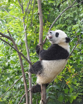 Panda Cub, Giant-050715-Chengdu Research Base of Giant Panda Breeding, China-#1395.jpg