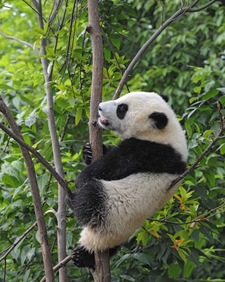 Panda Cub, Giant-050715-Chengdu Research Base of Giant Panda Breeding, China-#1400.jpg