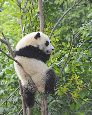 Panda Cub, Giant-050715-Chengdu Research Base of Giant Panda Breeding, China-#1456.jpg