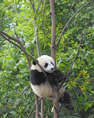 Panda Cub, Giant-050715-Chengdu Research Base of Giant Panda Breeding, China-#1497.jpg