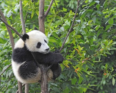 Panda Cub, Giant-050715-Chengdu Research Base of Giant Panda Breeding, China-#1529.jpg