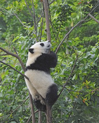 Panda Cub, Giant-050715-Chengdu Research Base of Giant Panda Breeding, China-#1554.jpg
