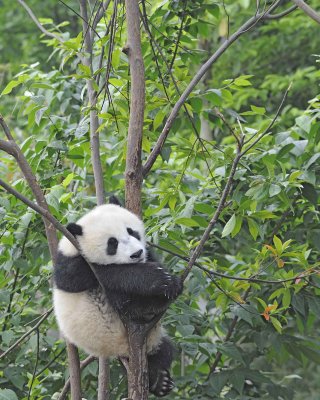 Panda Cub, Giant-050715-Chengdu Research Base of Giant Panda Breeding, China-#1597.jpg