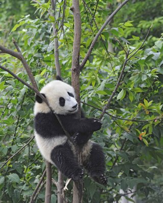 Panda Cub, Giant-050715-Chengdu Research Base of Giant Panda Breeding, China-#1621.jpg
