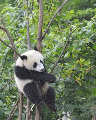 Panda Cub, Giant-050715-Chengdu Research Base of Giant Panda Breeding, China-#1651.jpg