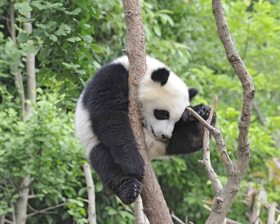 Panda Cub, Giant-050715-Chengdu Research Base of Giant Panda Breeding, China-#1676.jpg