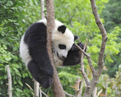 Panda Cub, Giant-050715-Chengdu Research Base of Giant Panda Breeding, China-#1705.jpg