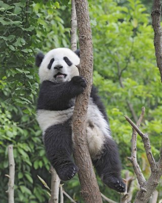 Panda Cub, Giant-050715-Chengdu Research Base of Giant Panda Breeding, China-#1732.jpg