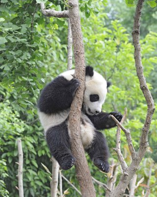 Panda Cub, Giant-050715-Chengdu Research Base of Giant Panda Breeding, China-#1771.jpg