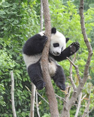 Panda Cub, Giant-050715-Chengdu Research Base of Giant Panda Breeding, China-#1773.jpg