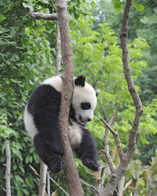 Panda Cub, Giant-050715-Chengdu Research Base of Giant Panda Breeding, China-#1796.jpg