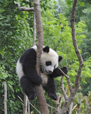 Panda Cub, Giant-050715-Chengdu Research Base of Giant Panda Breeding, China-#1800.jpg