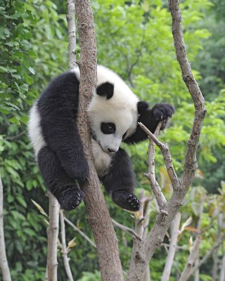 Panda Cub, Giant-050715-Chengdu Research Base of Giant Panda Breeding, China-#1808.jpg