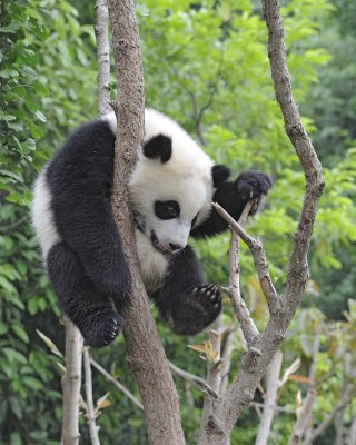 Panda Cub, Giant-050715-Chengdu Research Base of Giant Panda Breeding, China-#1811.jpg