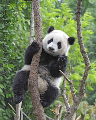 Panda Cub, Giant-050715-Chengdu Research Base of Giant Panda Breeding, China-#1838.jpg