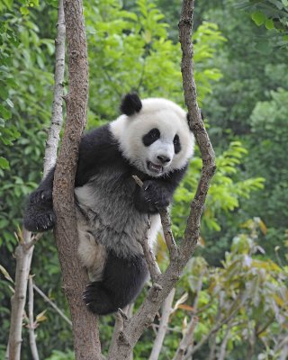 Panda Cub, Giant-050715-Chengdu Research Base of Giant Panda Breeding, China-#1846.jpg