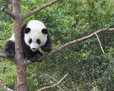 Panda Cub, Giant-050715-Chengdu Research Base of Giant Panda Breeding, China-#1954.jpg