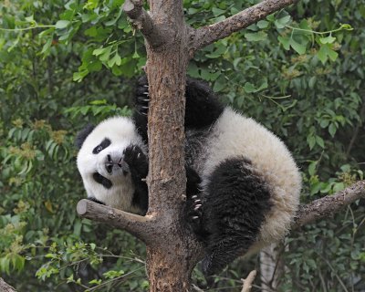 Panda Cub, Giant-050715-Chengdu Research Base of Giant Panda Breeding, China-#1981.jpg