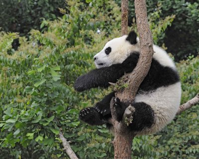 Panda Cub, Giant-050715-Chengdu Research Base of Giant Panda Breeding, China-#2062.jpg