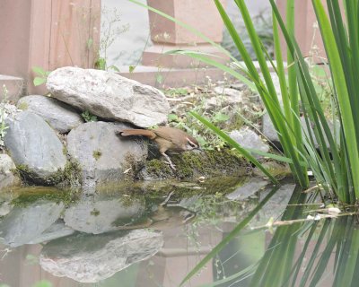 Thrush, White-browed Laughing-050715-Wangjianglou Park, Chengdu,  China-#1016.jpg