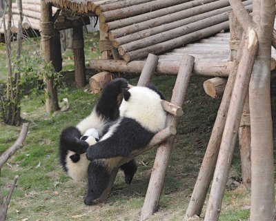 Panda Cub, 2 Giant-050715-Chengdu Research Base of Giant Panda Breeding, China-#1479.jpg