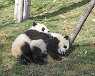 Panda Cub, 2 Giant-050815-Chengdu Research Base of Giant Panda Breeding, China-#0450.jpg