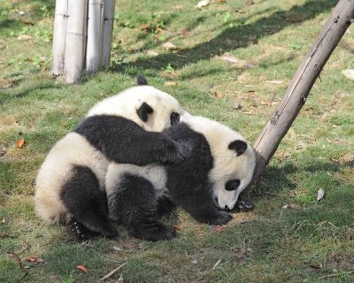 Panda Cub, 2 Giant-050815-Chengdu Research Base of Giant Panda Breeding, China-#0453.jpg