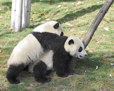 Panda Cub, 2 Giant-050815-Chengdu Research Base of Giant Panda Breeding, China-#0458.jpg