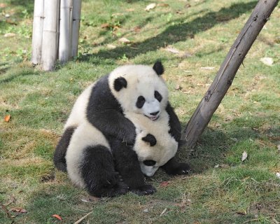 Panda Cub, 2 Giant-050815-Chengdu Research Base of Giant Panda Breeding, China-#0462.jpg