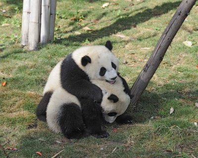 Panda Cub, 2 Giant-050815-Chengdu Research Base of Giant Panda Breeding, China-#0463.jpg