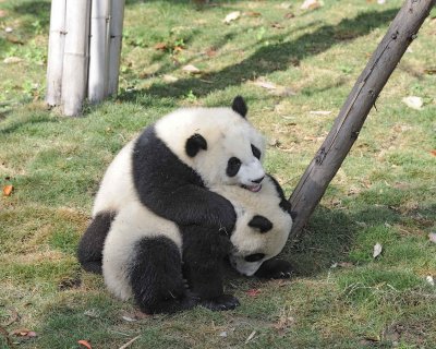 Panda Cub, 2 Giant-050815-Chengdu Research Base of Giant Panda Breeding, China-#0464.jpg
