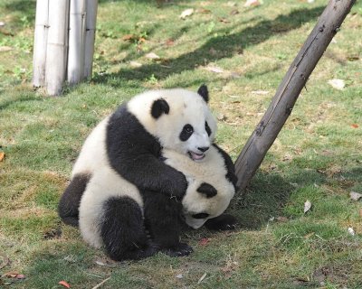 Panda Cub, 2 Giant-050815-Chengdu Research Base of Giant Panda Breeding, China-#0465.jpg