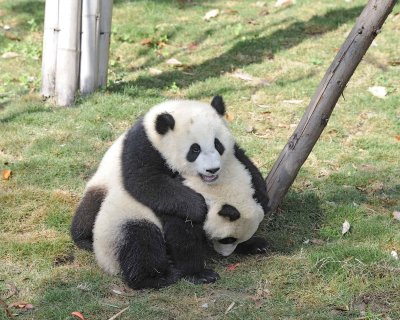 Panda Cub, 2 Giant-050815-Chengdu Research Base of Giant Panda Breeding, China-#0467.jpg