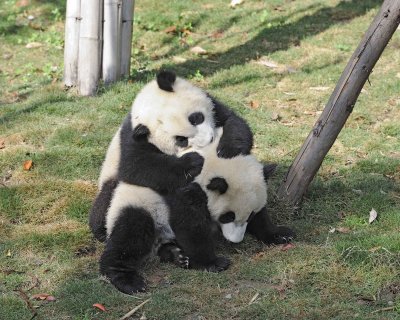 Panda Cub, 2 Giant-050815-Chengdu Research Base of Giant Panda Breeding, China-#0472.jpg