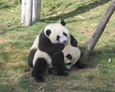 Panda Cub, 2 Giant-050815-Chengdu Research Base of Giant Panda Breeding, China-#0474.jpg