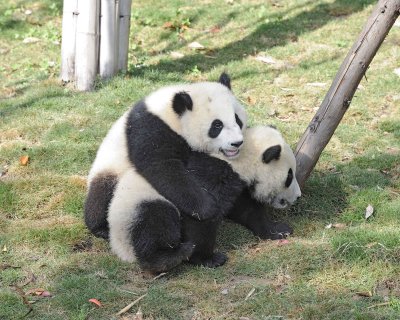 Panda Cub, 2 Giant-050815-Chengdu Research Base of Giant Panda Breeding, China-#0479.jpg