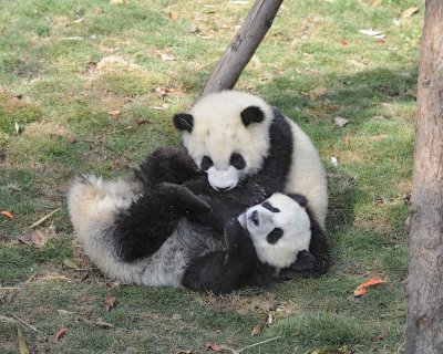 Panda Cub, 2 Giant-050815-Chengdu Research Base of Giant Panda Breeding, China-#0484.jpg