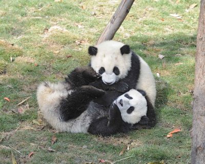 Panda Cub, 2 Giant-050815-Chengdu Research Base of Giant Panda Breeding, China-#0485.jpg