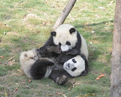 Panda Cub, 2 Giant-050815-Chengdu Research Base of Giant Panda Breeding, China-#0486.jpg