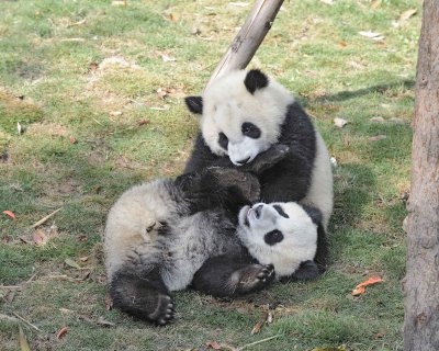 Panda Cub, 2 Giant-050815-Chengdu Research Base of Giant Panda Breeding, China-#0488.jpg